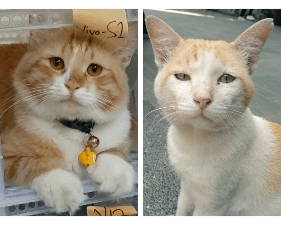 Twitter.com/umasukee, animalfess