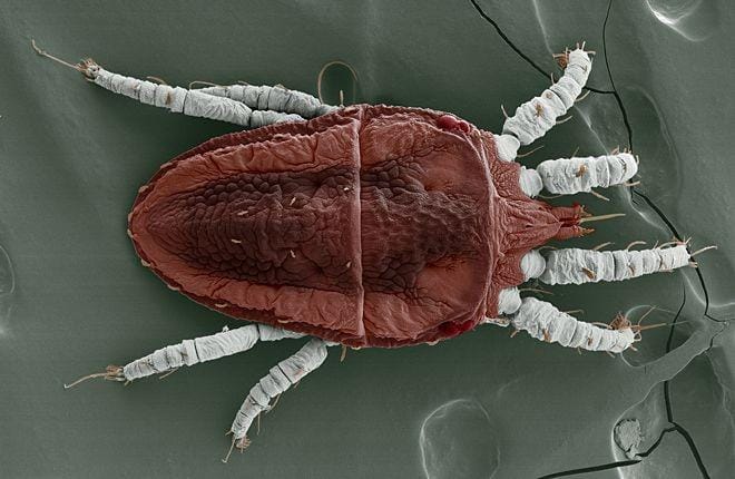 agresearchmag.ars.usda.gov