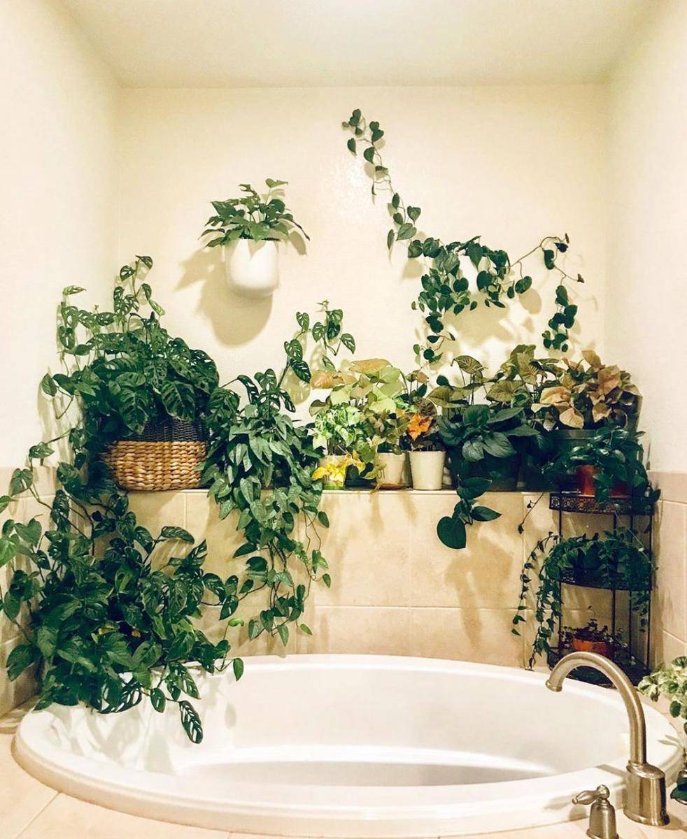 instagram.com/plant_lovee