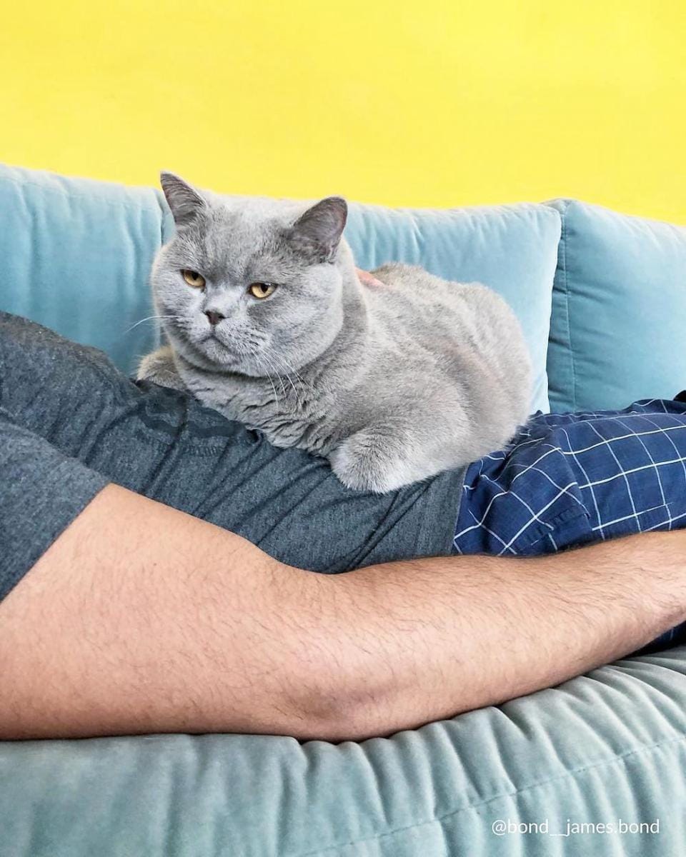 instagram.com/amazinglycat