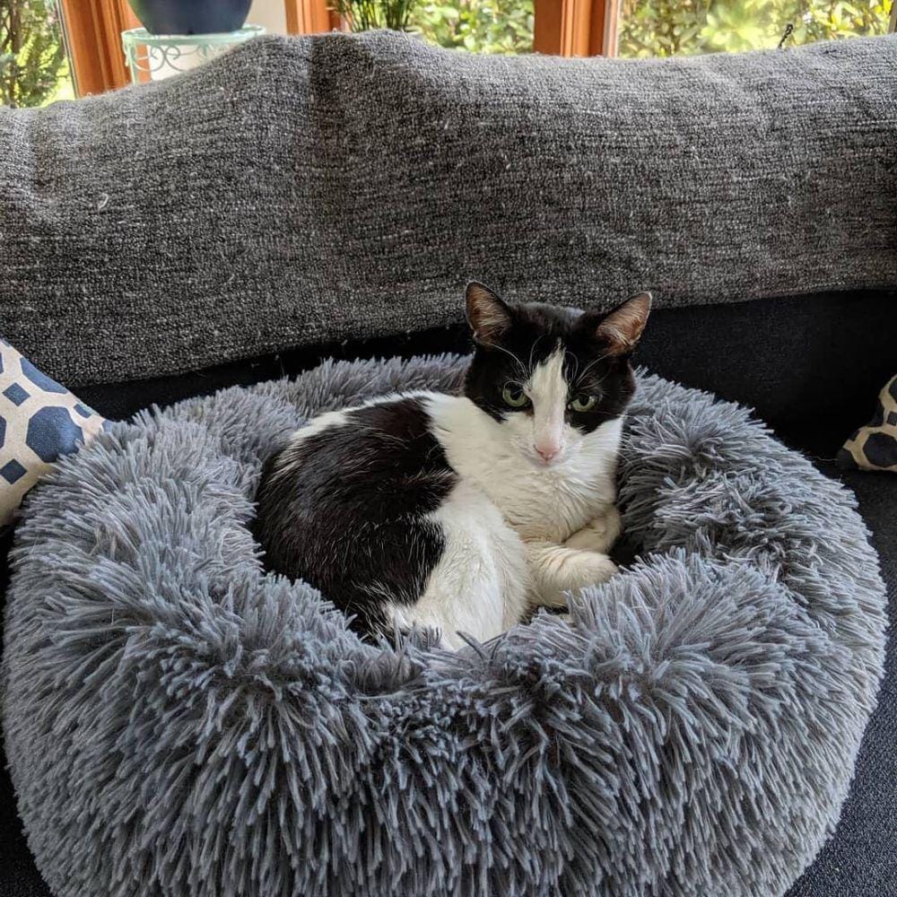 instagram.com/amazinglycat