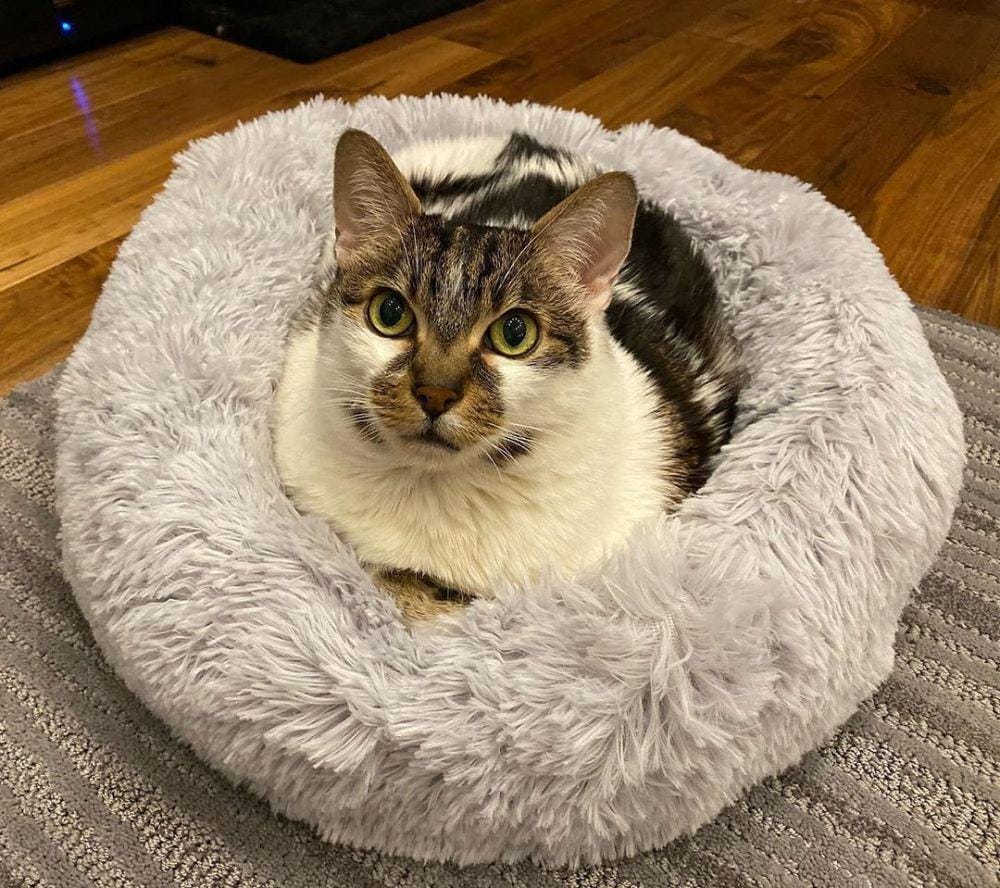 instagram.com/amazinglycat