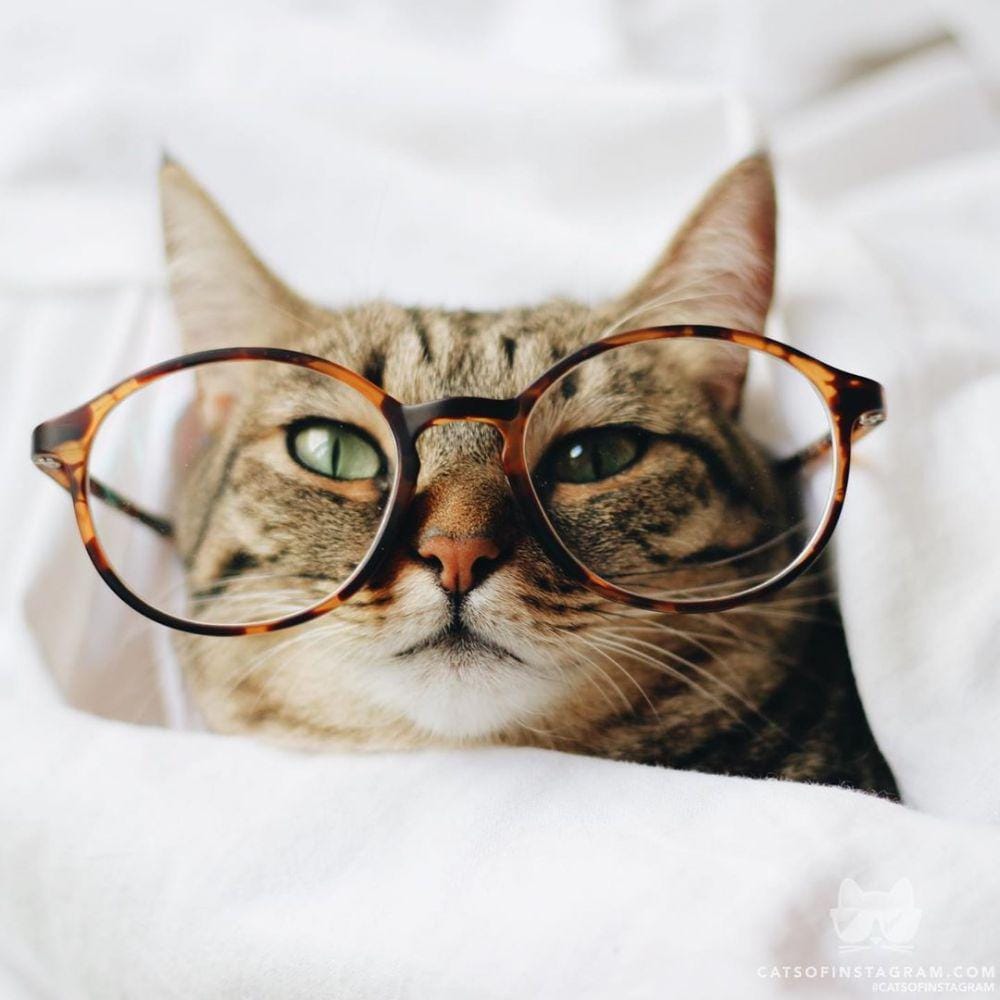 Instagram.com/cats_of_instagram
