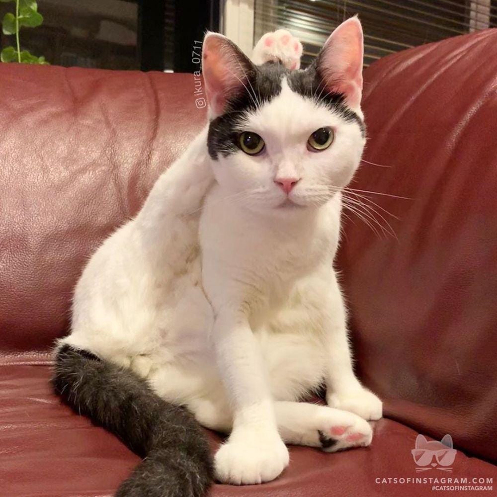 instagram.com/cats_of_instagram