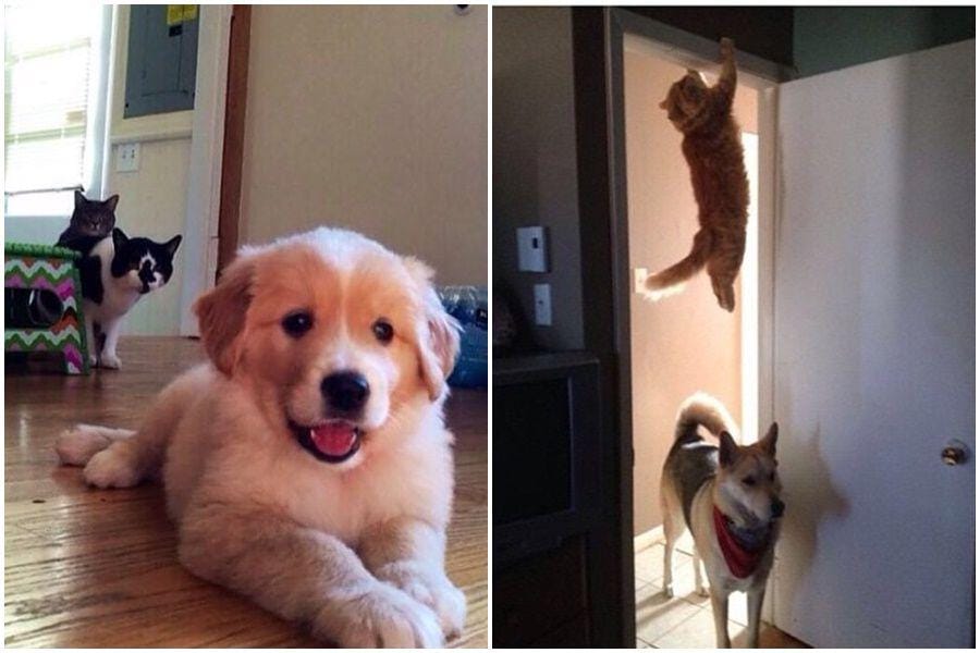 instagram.com/funny_animal_memes/