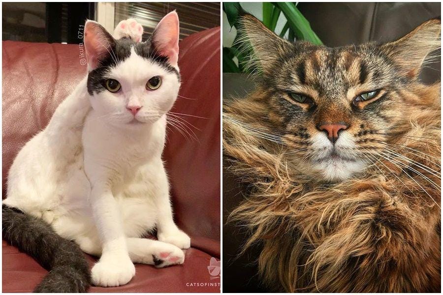 Instagram.com/cats_of_instagram & instagram.com/funnypets4u