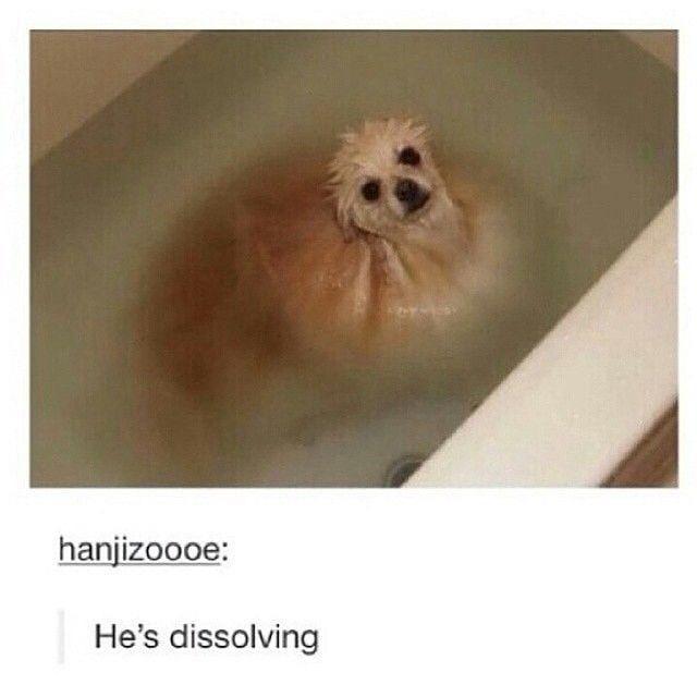 Instagram.com/funny_animal_meme