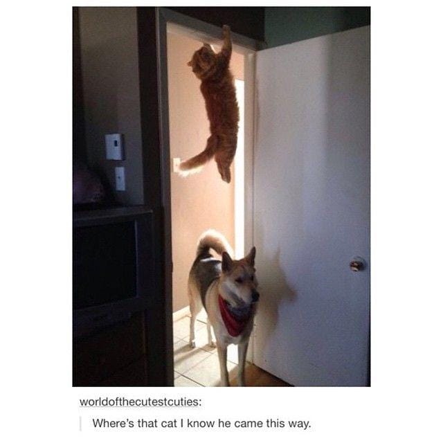 instagram.com/funny_animal_memes