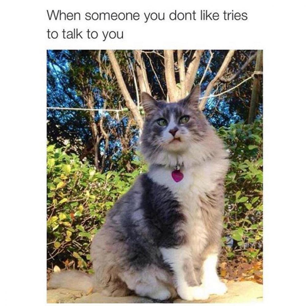 instagram.com/funny_animal_memes