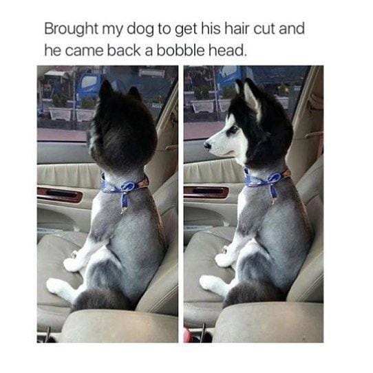 Instagram.com/funny_animal_meme