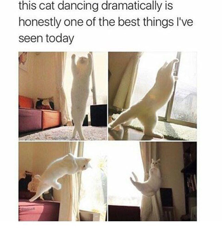 Instagram.com/funny_animal_memes/