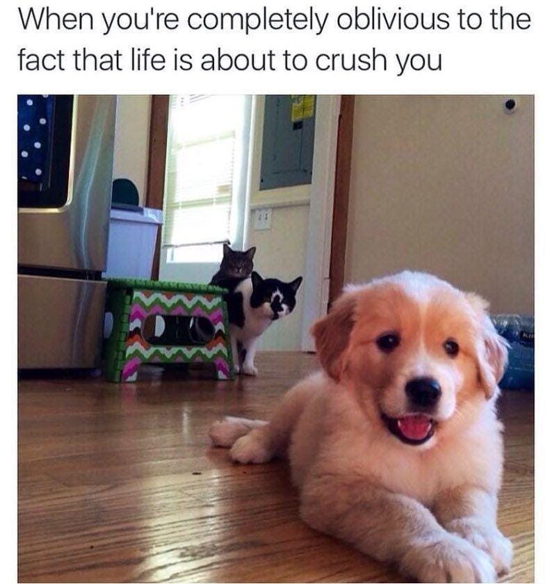 Instagram.com/funny_animal_memes/