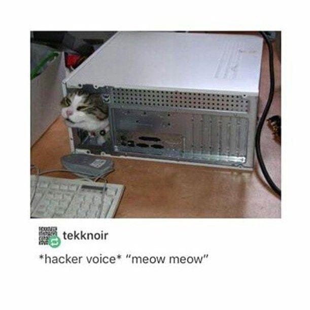 Instagram.com/funny_animal_memes/