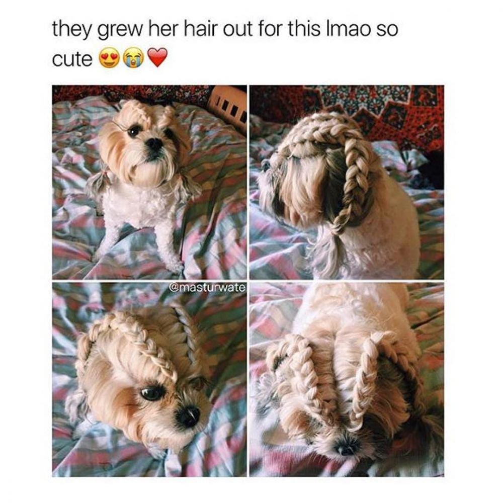 Instagram.com/funny_animal_meme
