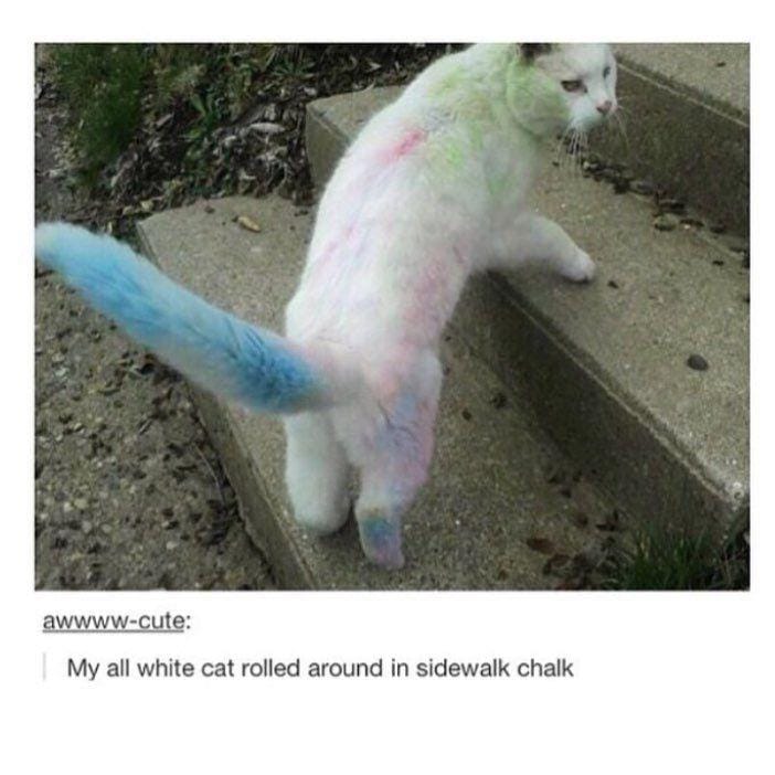 Instagram.com/funny_animal_meme