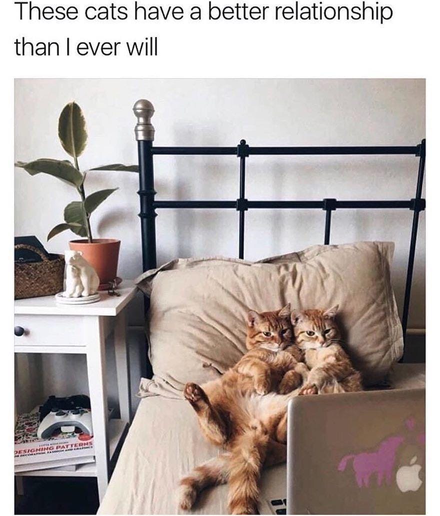 Instagram.com/funny_animal_memes/