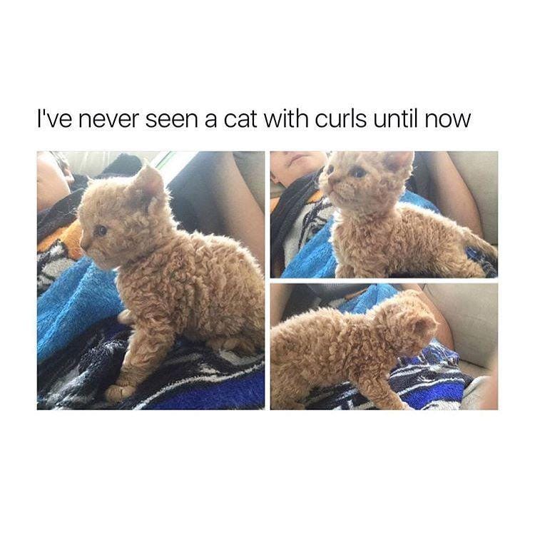 Instagram.com/funny_animal_meme