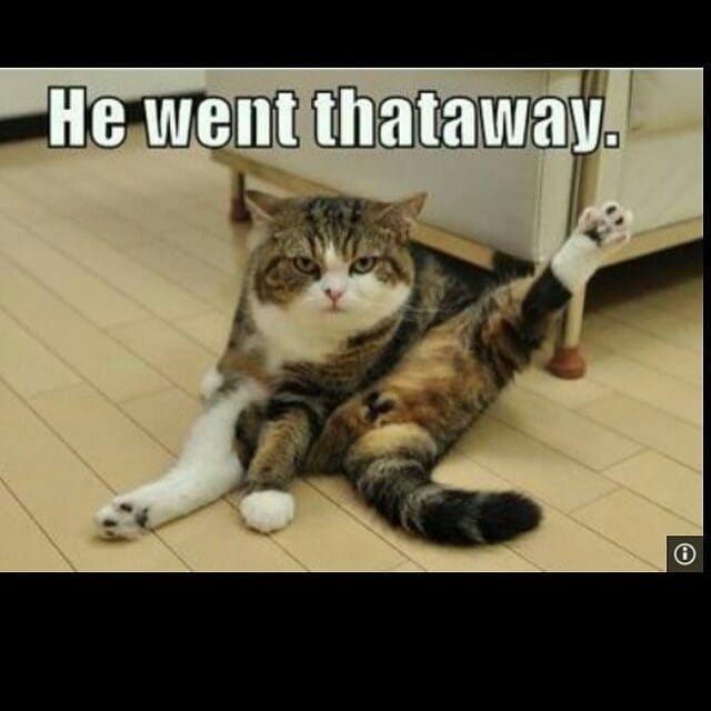 instagram.com/funnypets4u/