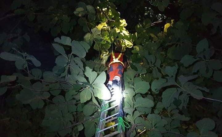 Petugas BPBD Kabupaten Tuban mengevakuasi sarang tawon ndas dari atas pohon. IDN Times/istimewa