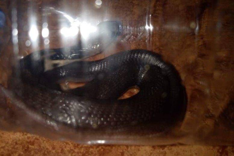 Anakan ular kobra yang ditangkap warga. IDN Times/Istimewa