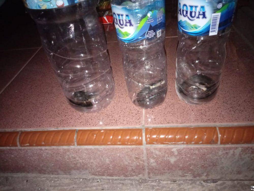 Warga tangkap anakan ular kobra dan dimasukkan ke dalam botol. IDN Times/Istimewa
