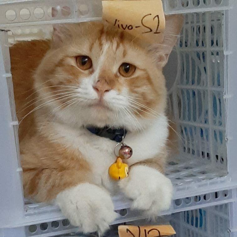 Twitter.com/umasukee