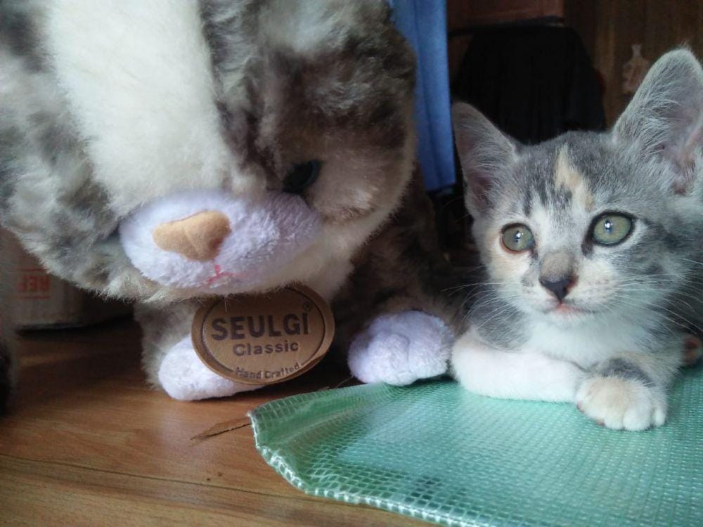 Twitter.com/dalittaaaa