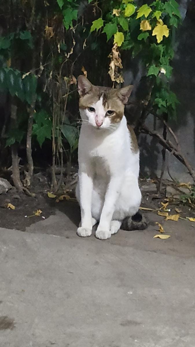 Twitter.com/ucyulfadewi