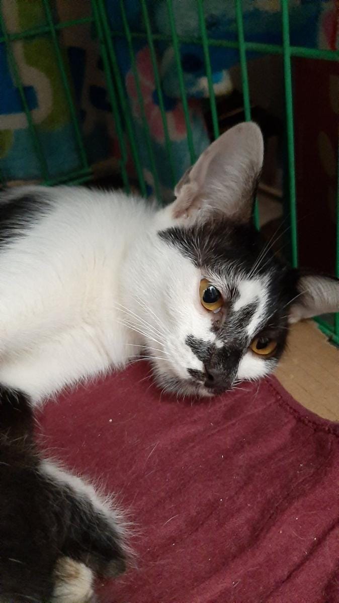 Twitter.com/mumutitiaa_