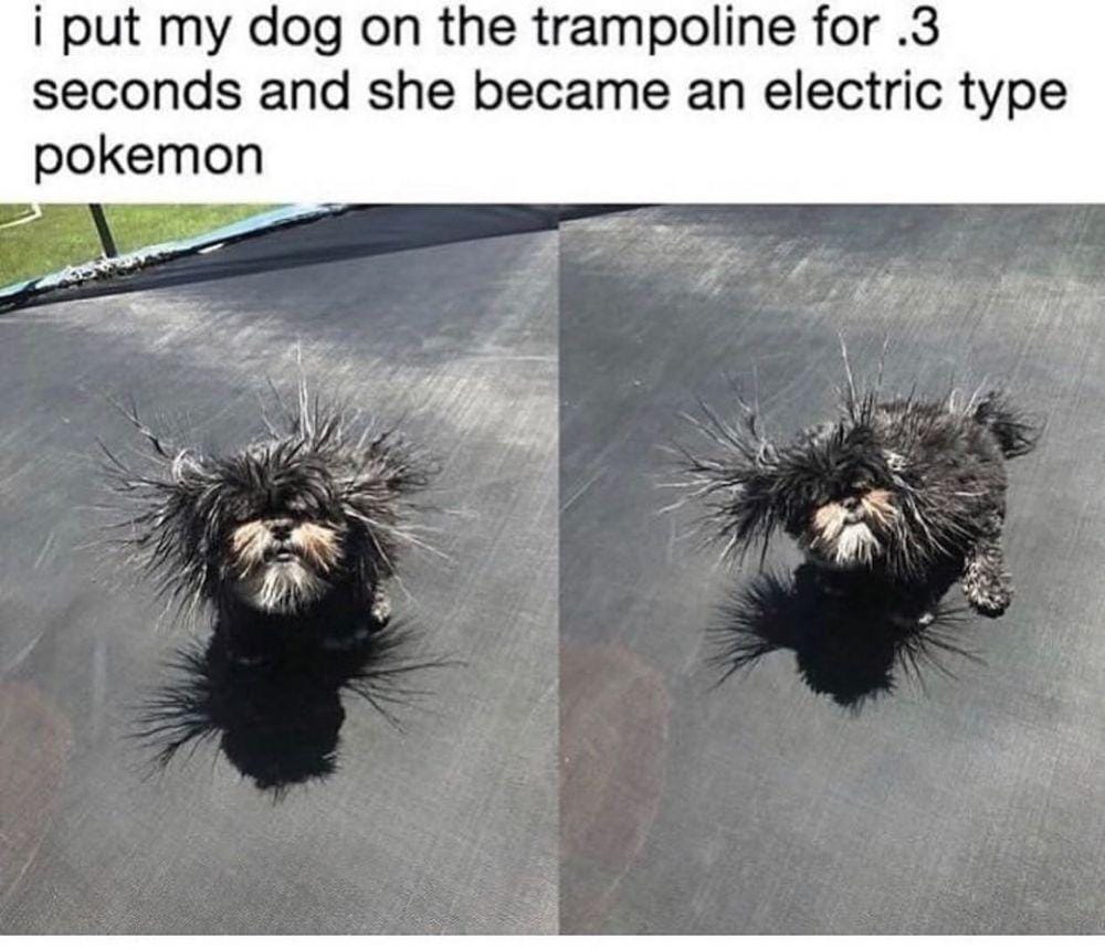 instagram.com/thedogsofcomedyyy