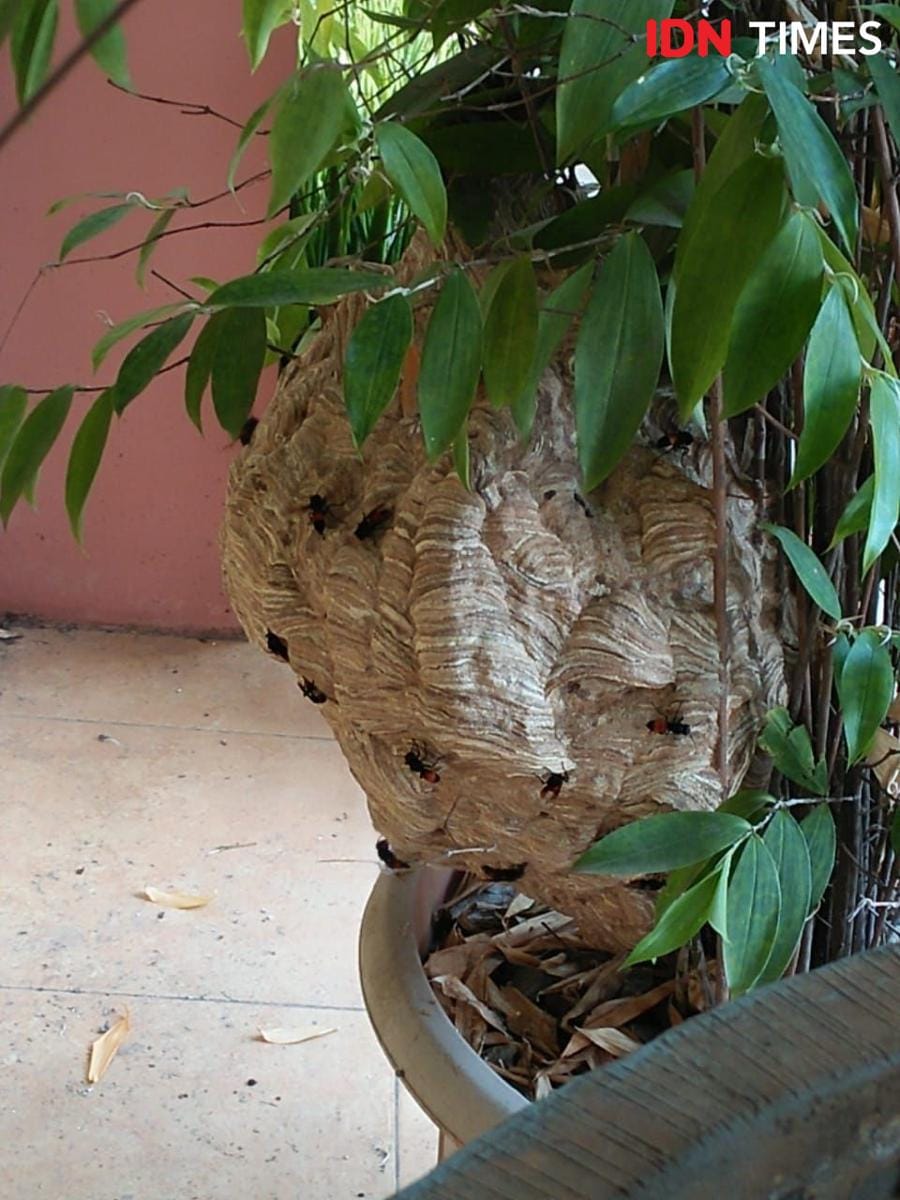 IDN Times/Dok. Istimewa