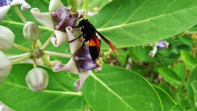 steemit.com/keuudeip