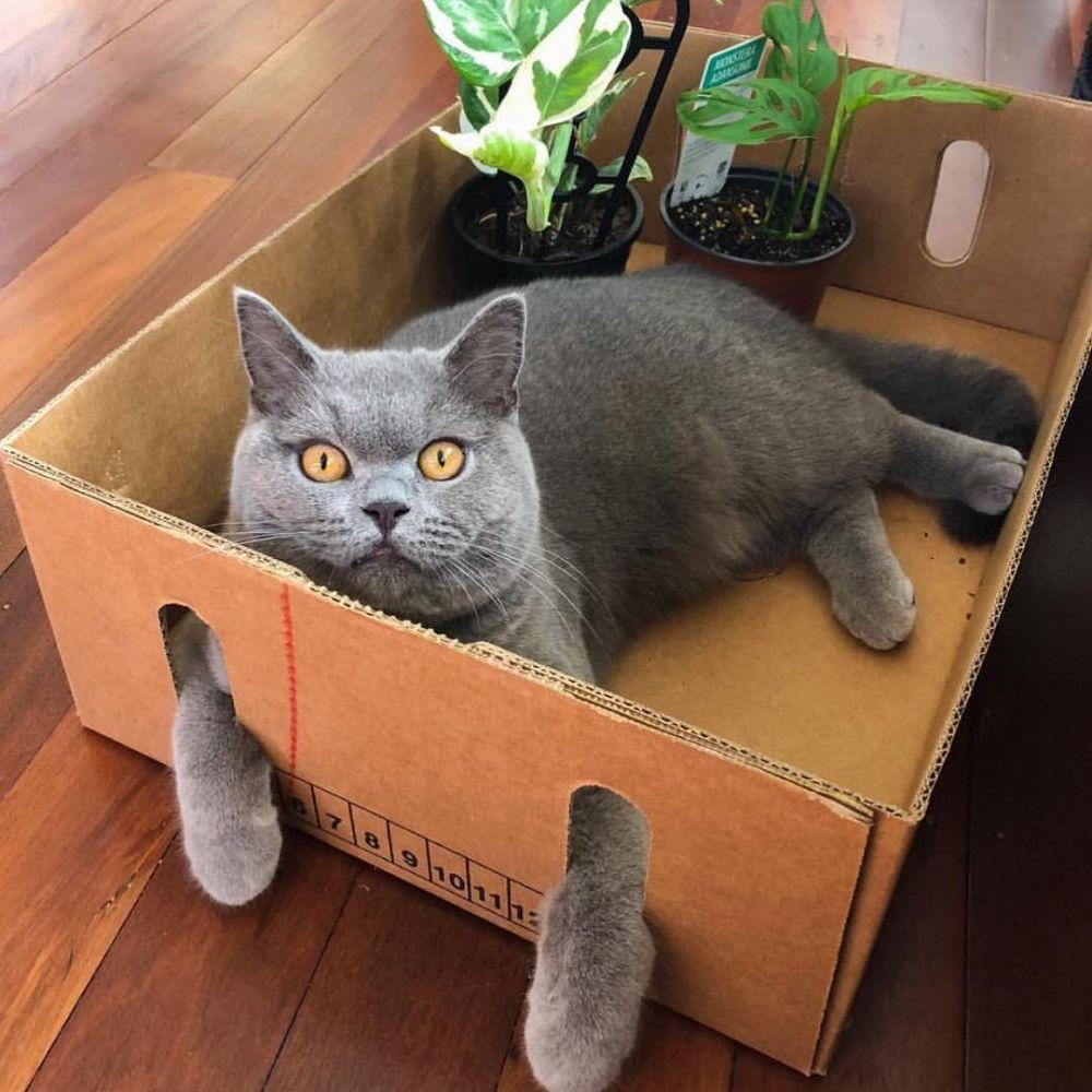 instagram.com/amazinglycat