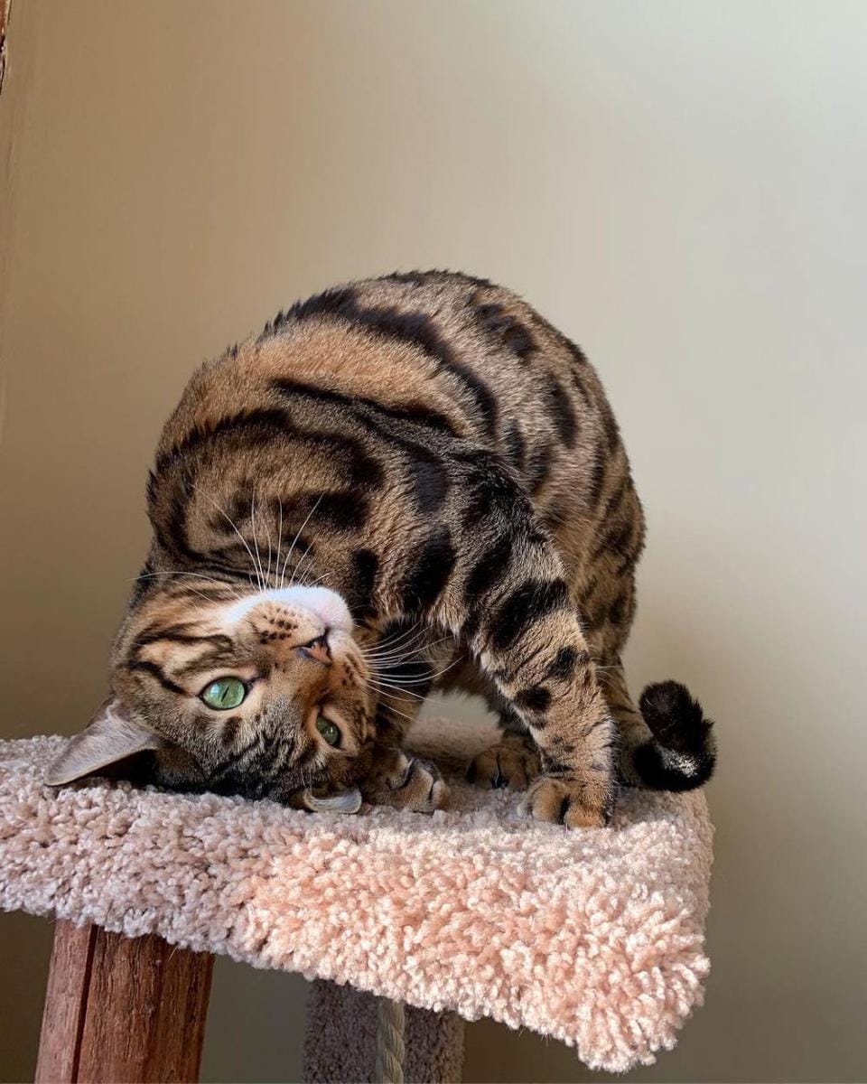 Instagram.com/amazinglycat