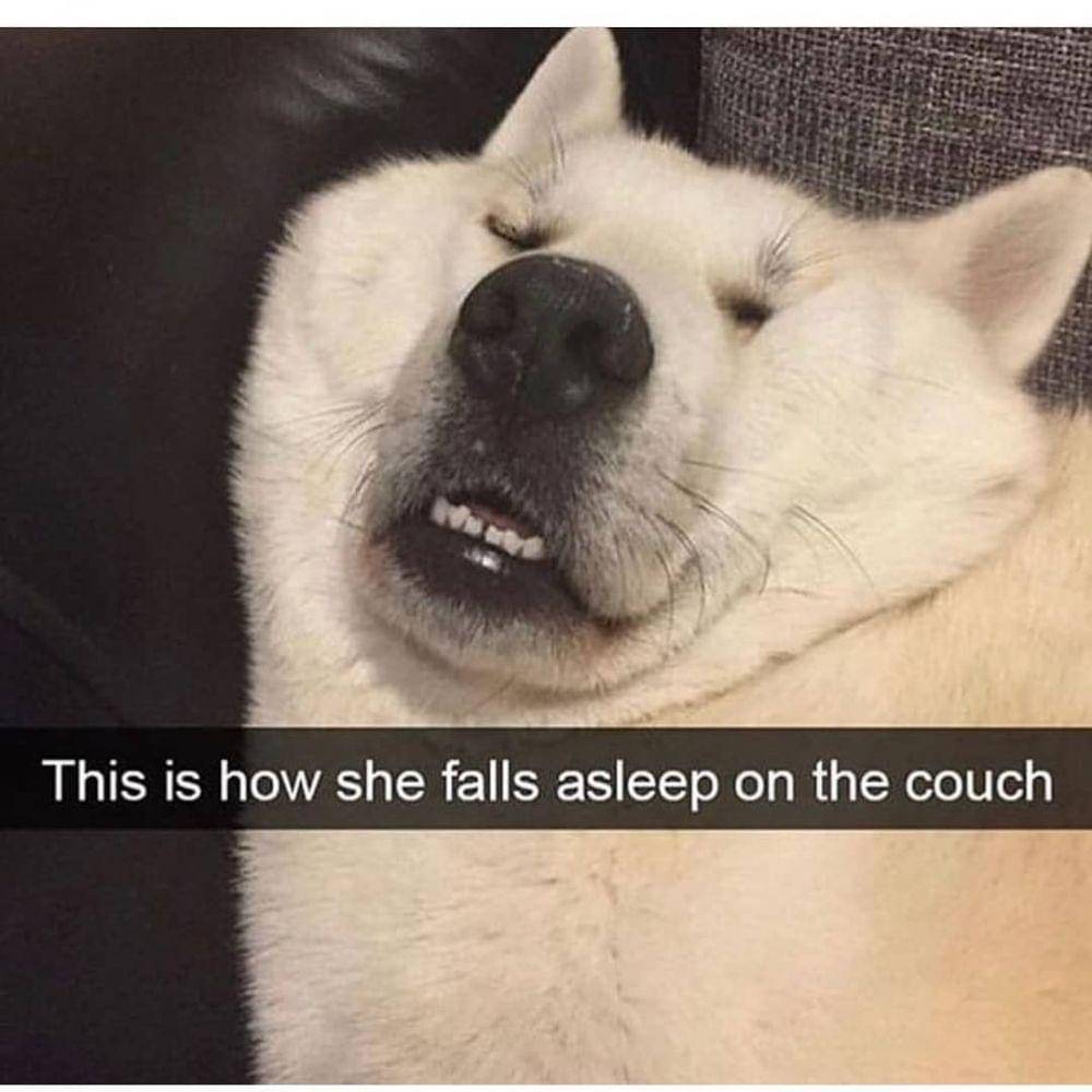 instagram.com/animals.hilarious