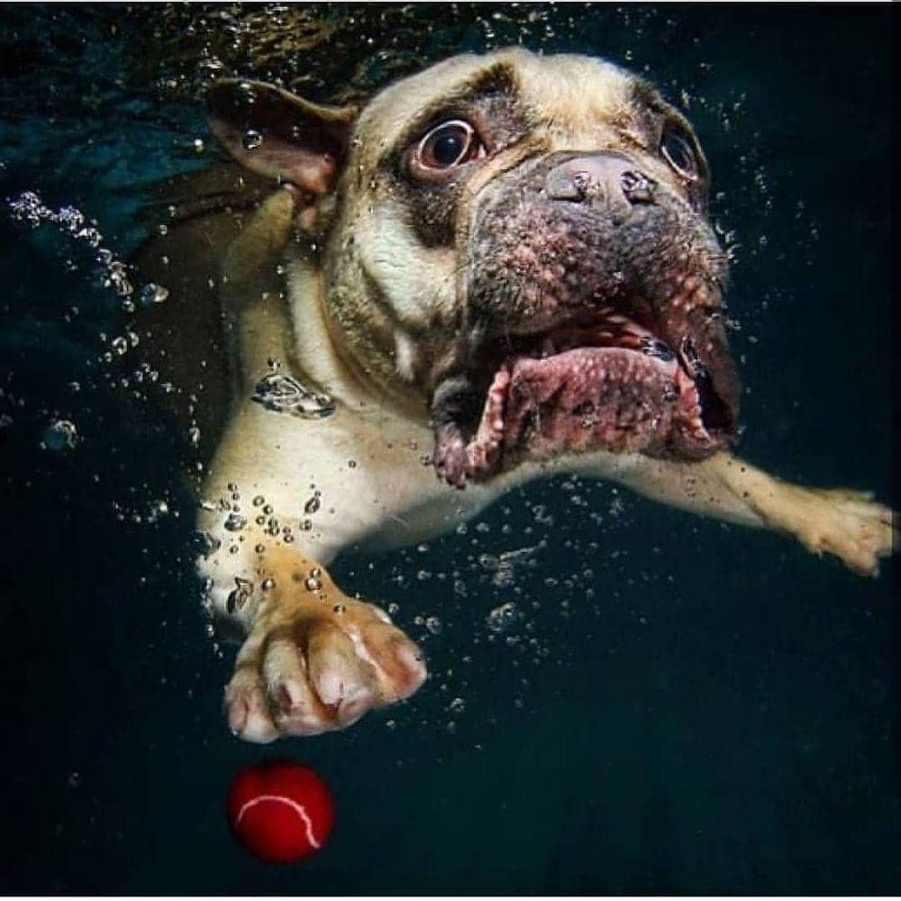 instagram.com/animals.hilarious