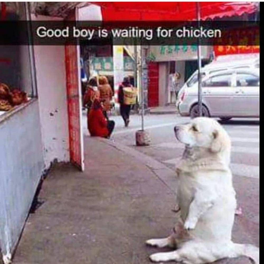 instagram.com/animals.hilarious