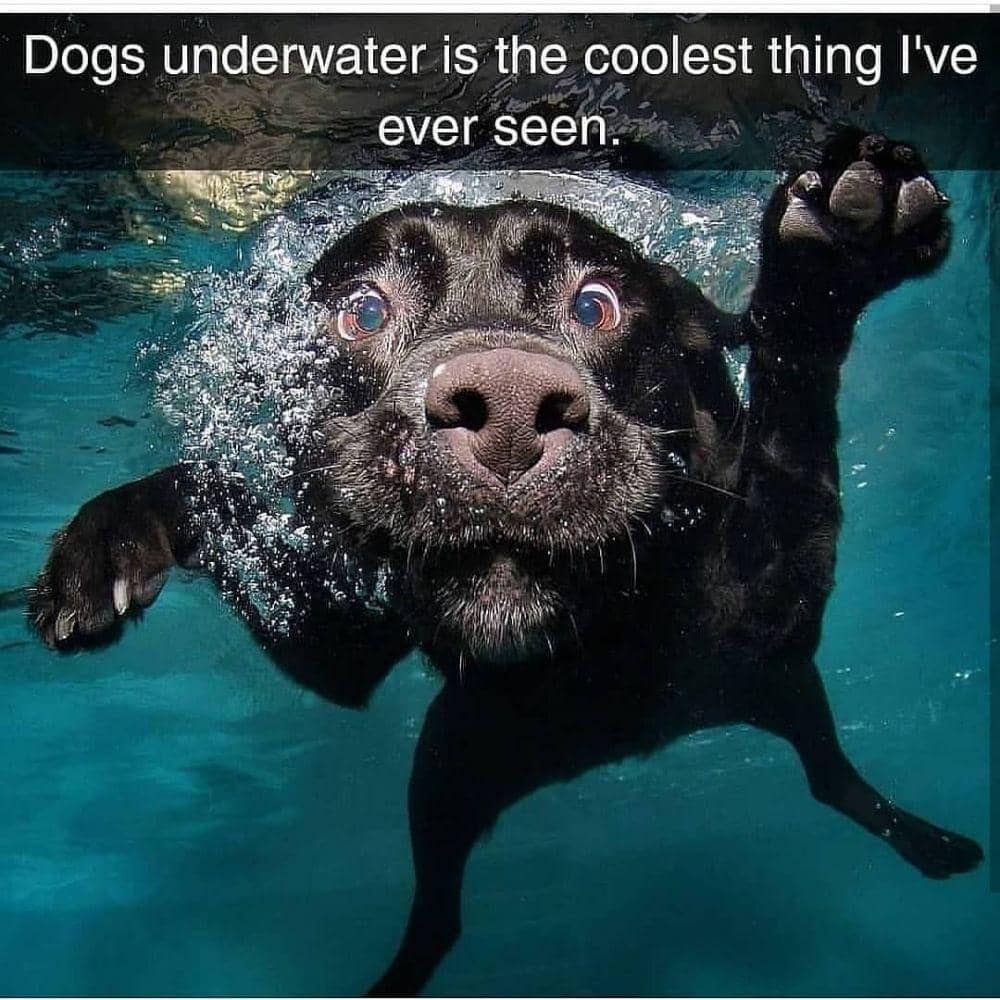 instagram.com/animals.hilarious