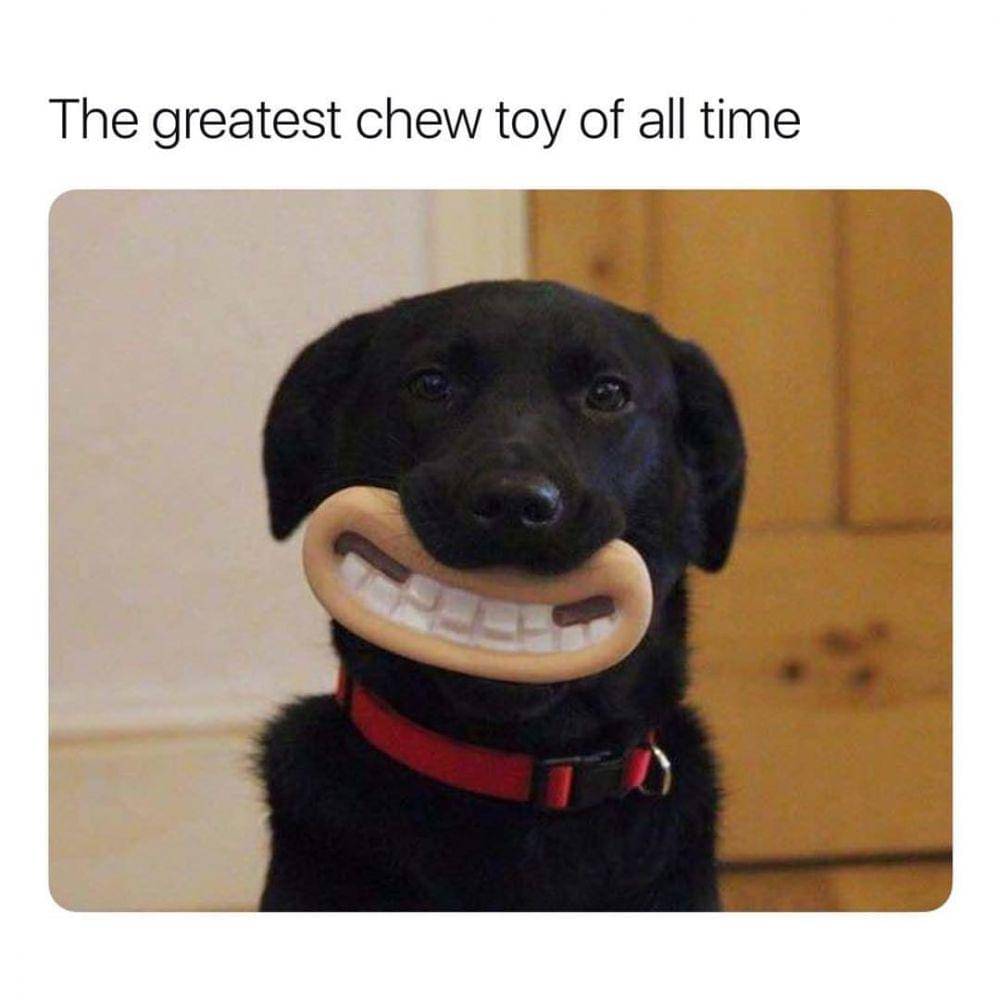 instagram.com/animals.hilarious