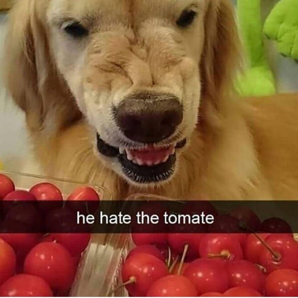 instagram.com/animals.hilarious