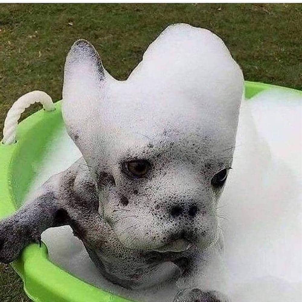 instagram.com/animals.hilarious