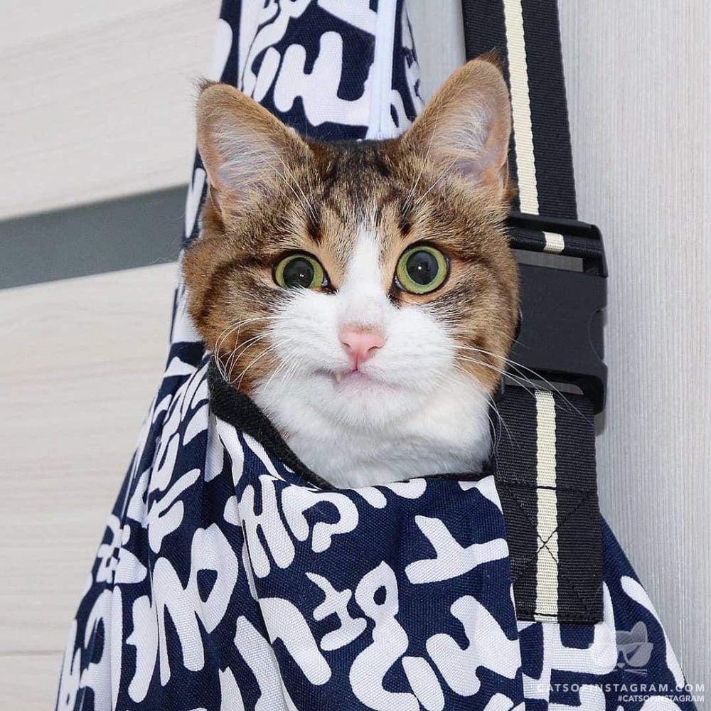 Instagram.com/cats_of_instagram