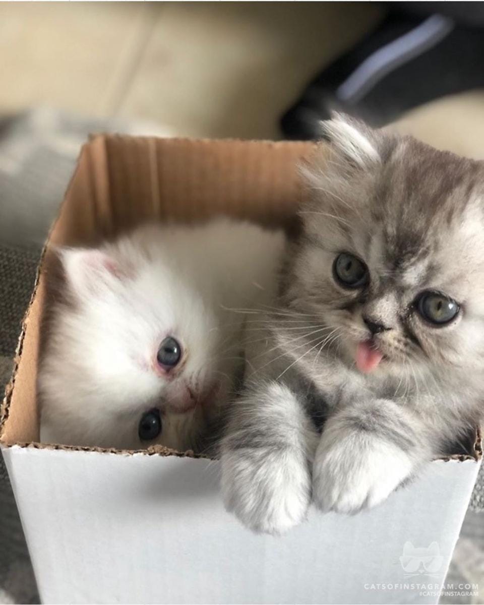 instagram.com/cats_of_instagram