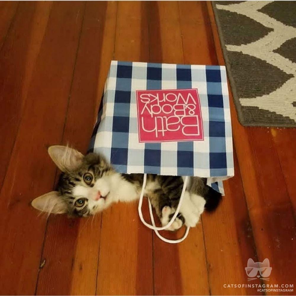 Instagram.com/cats_of_instagram