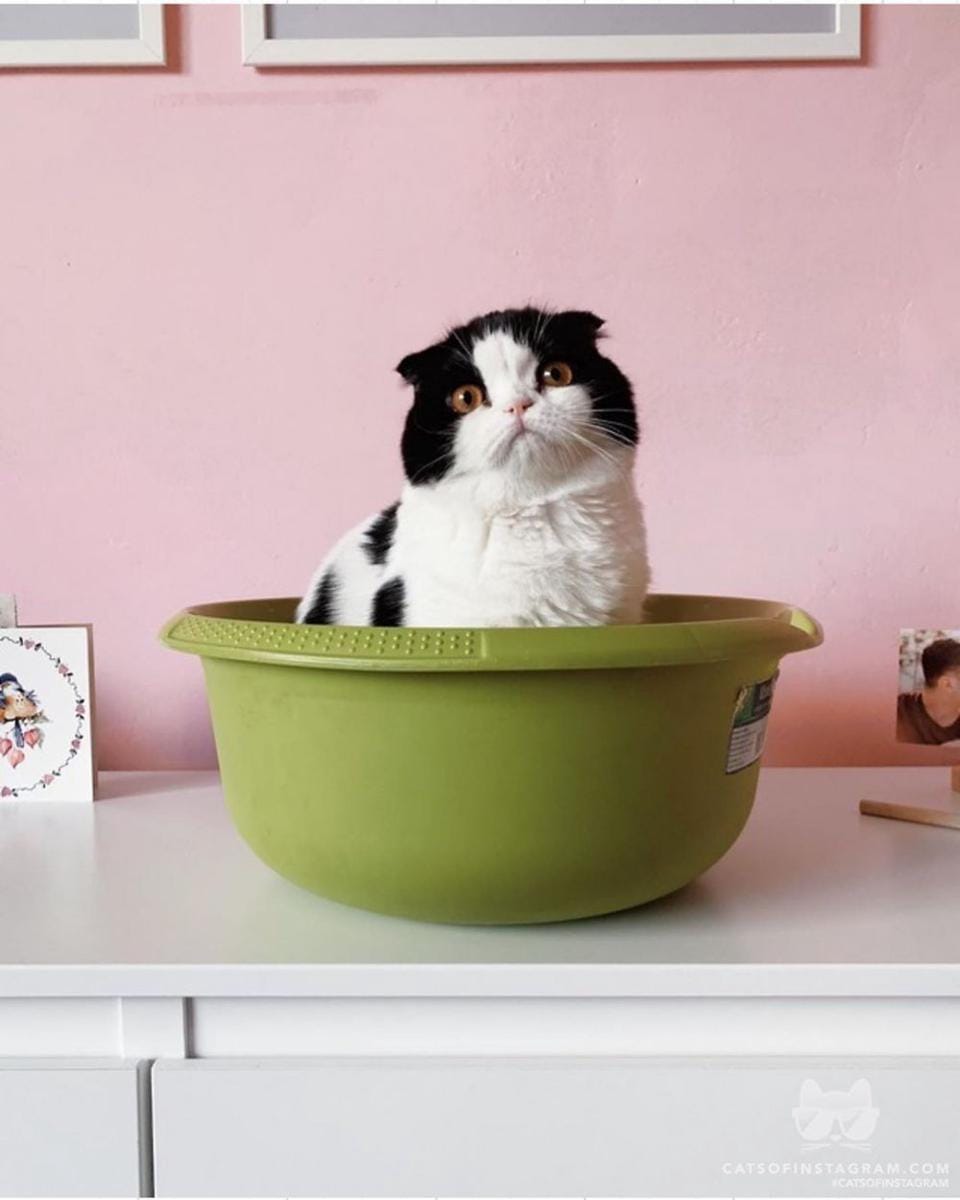 Instagram.com/cats_of_instagram