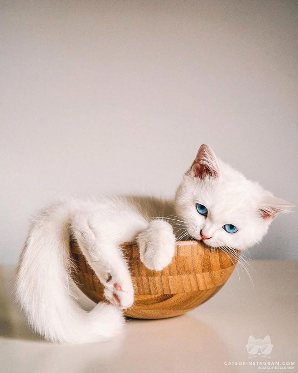 instagram.com/cats_of_instagram