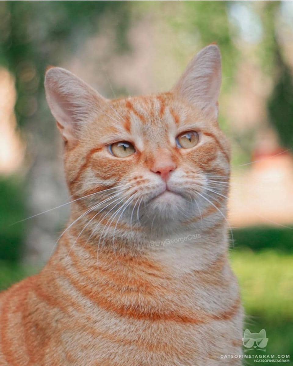 instagram.com/cats_of_instagram