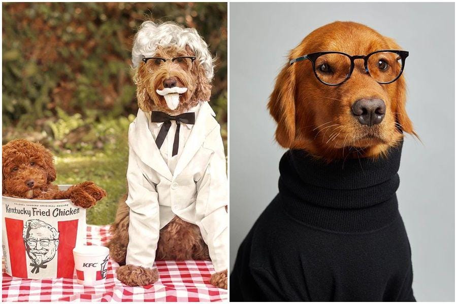 instagram.com/dogsofinstagram