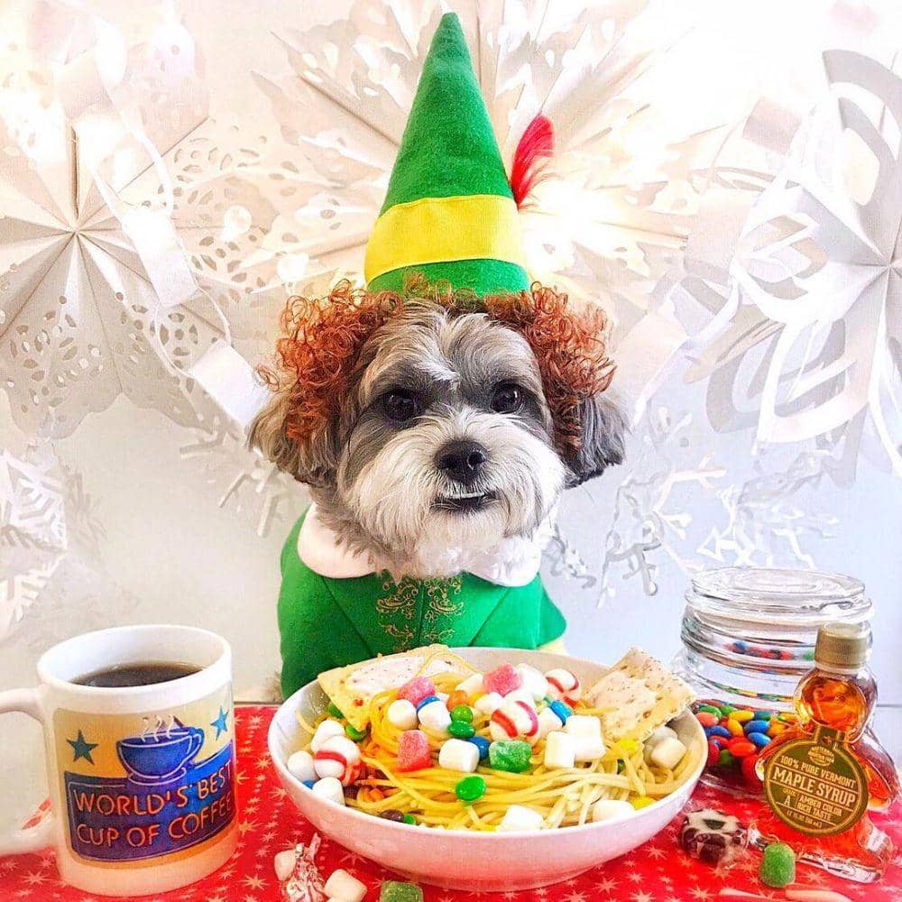 instagram.com/dogsofinstagram