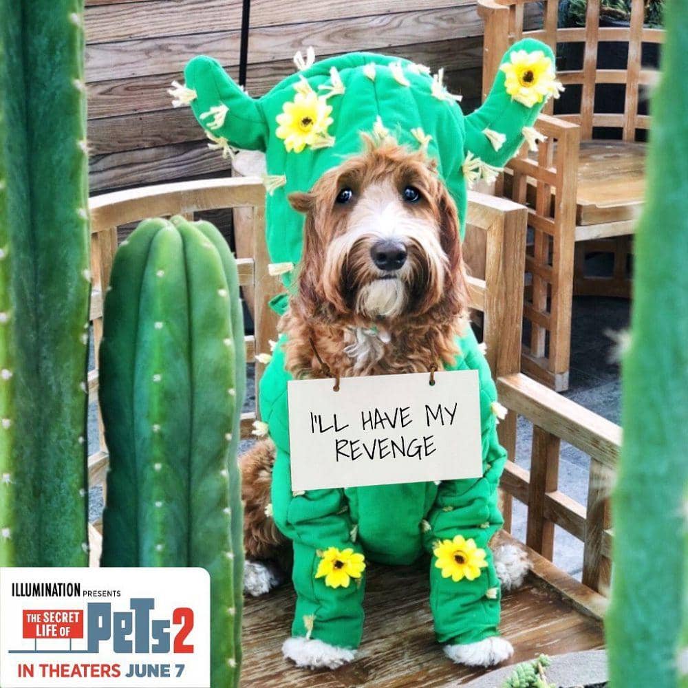 instagram.com/dogsofinstagram